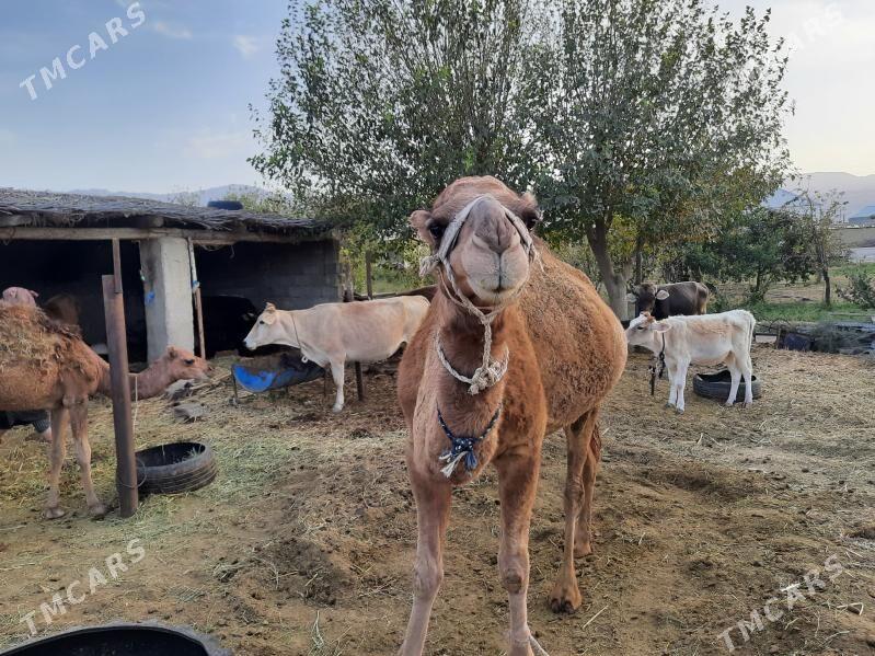 koşekli duye - Bäherden - img 2