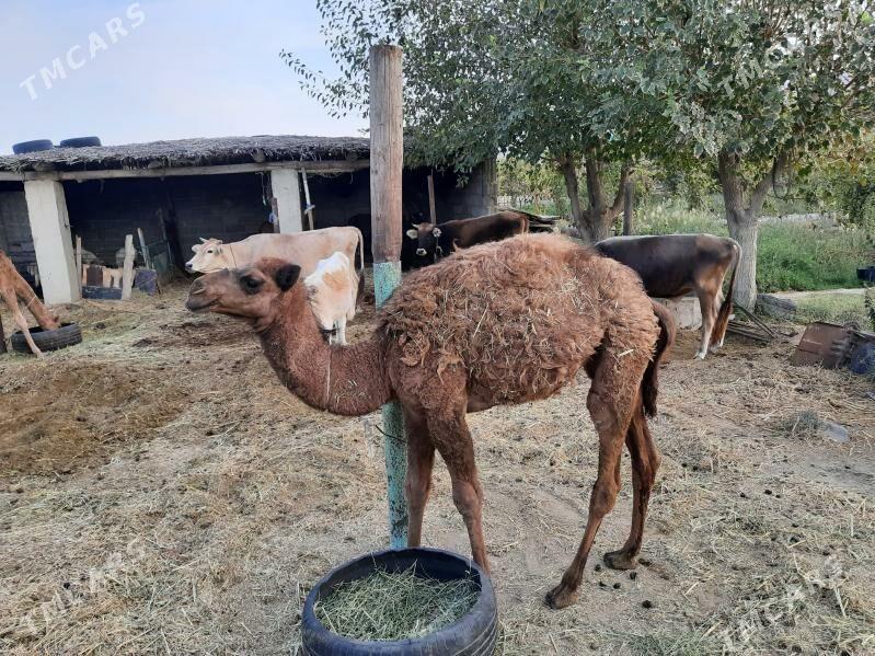 koşekli duye - Bäherden - img 3
