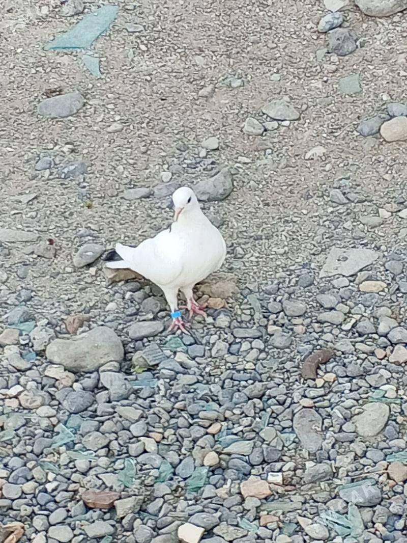 kepderi - Aşgabat - img 2