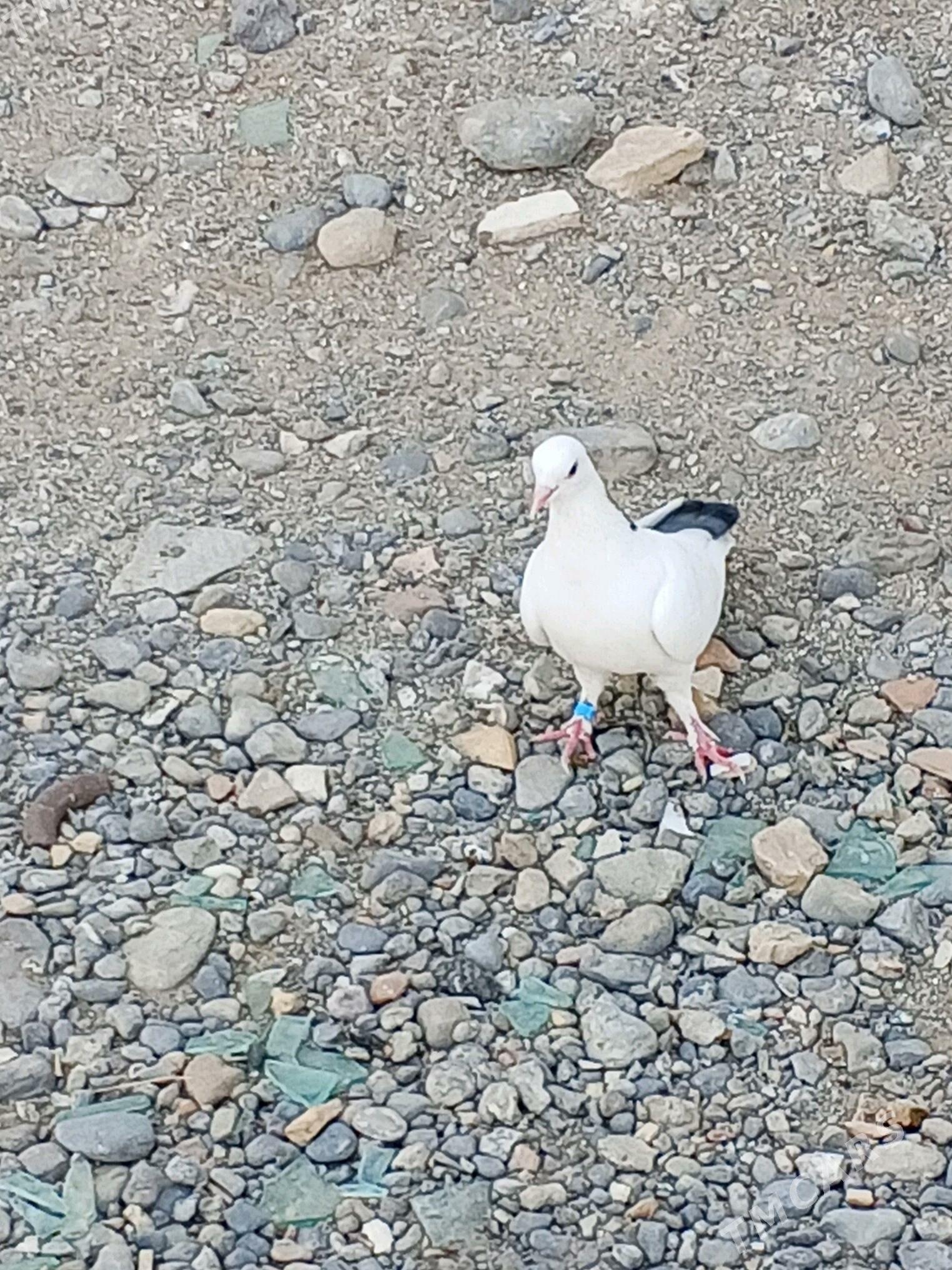 kepderi - Aşgabat - img 6
