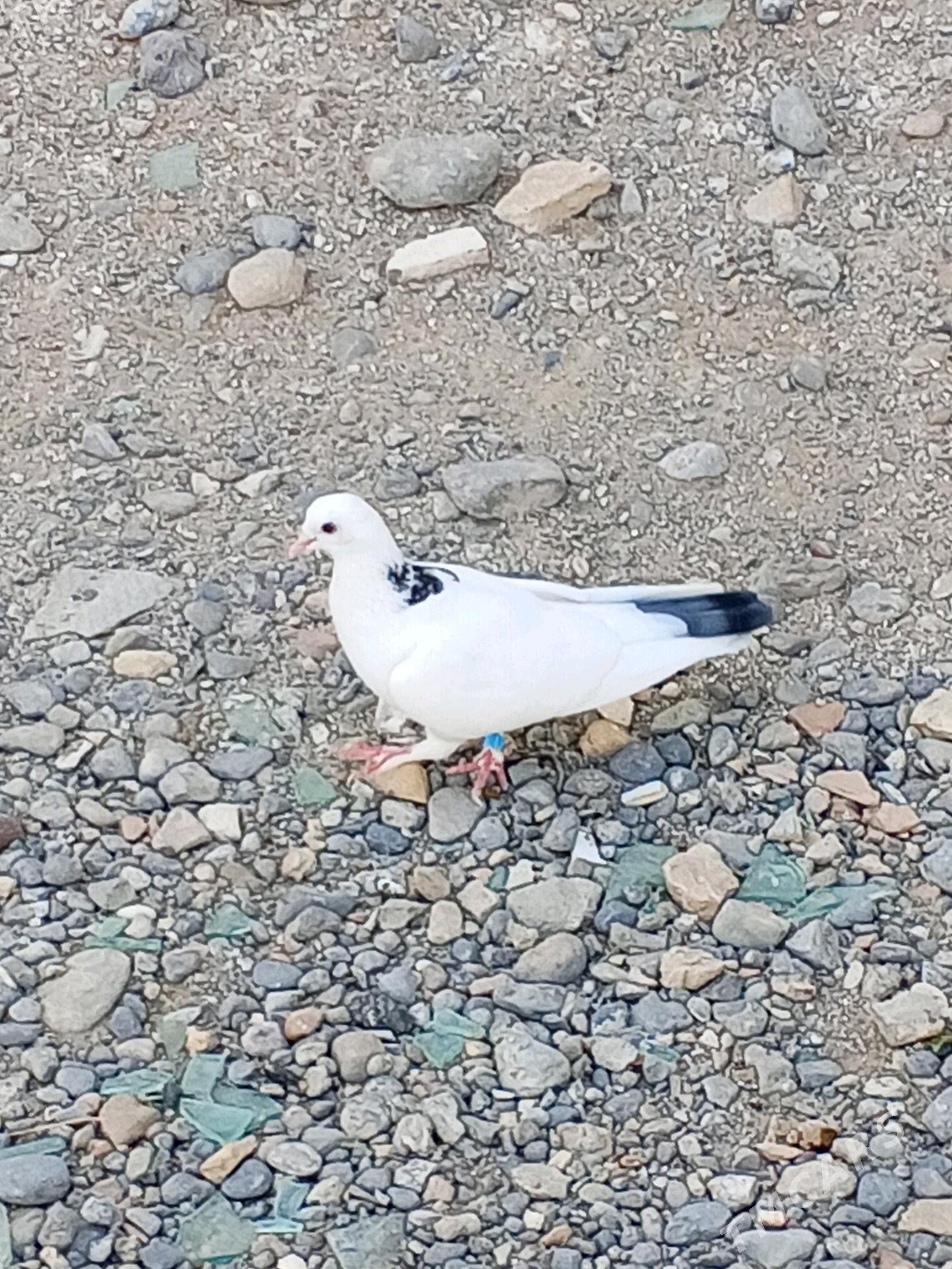 kepderi - Aşgabat - img 3