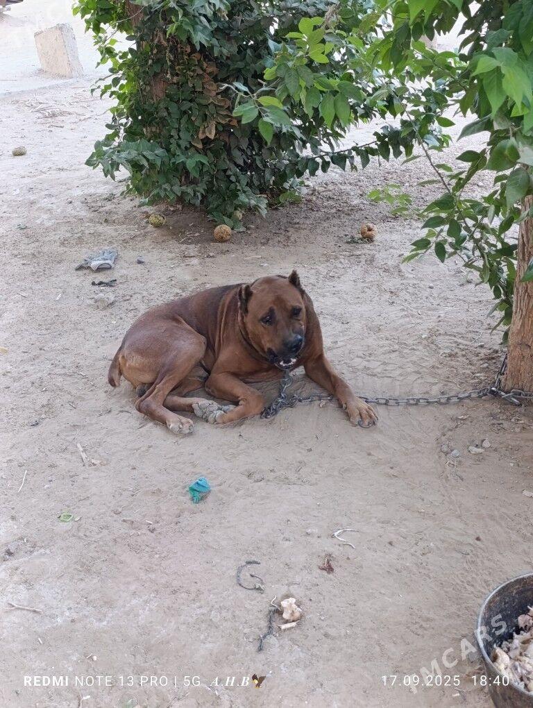 Amerikan Pitbull  - Mary - img 3