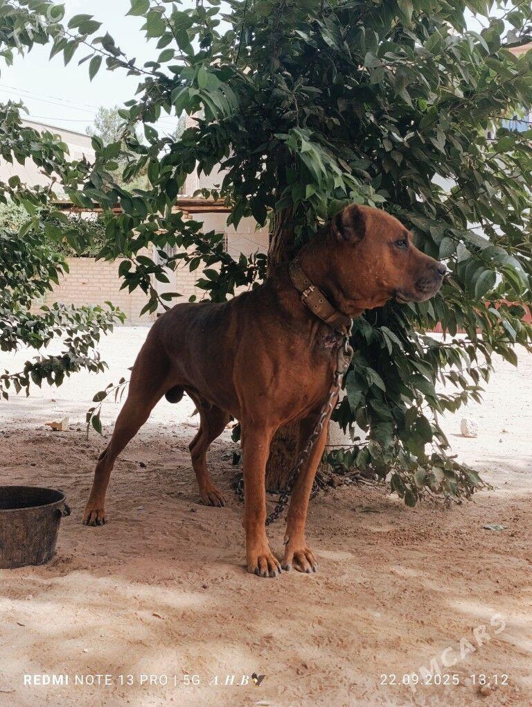 Amerikan Pitbull  - Mary - img 4