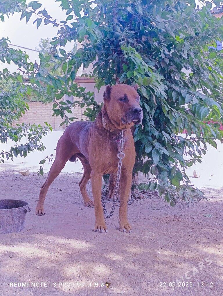 Amerikan Pitbull  - Mary - img 2