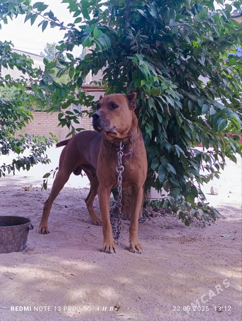 Amerikan Pitbull  - Mary - img 5