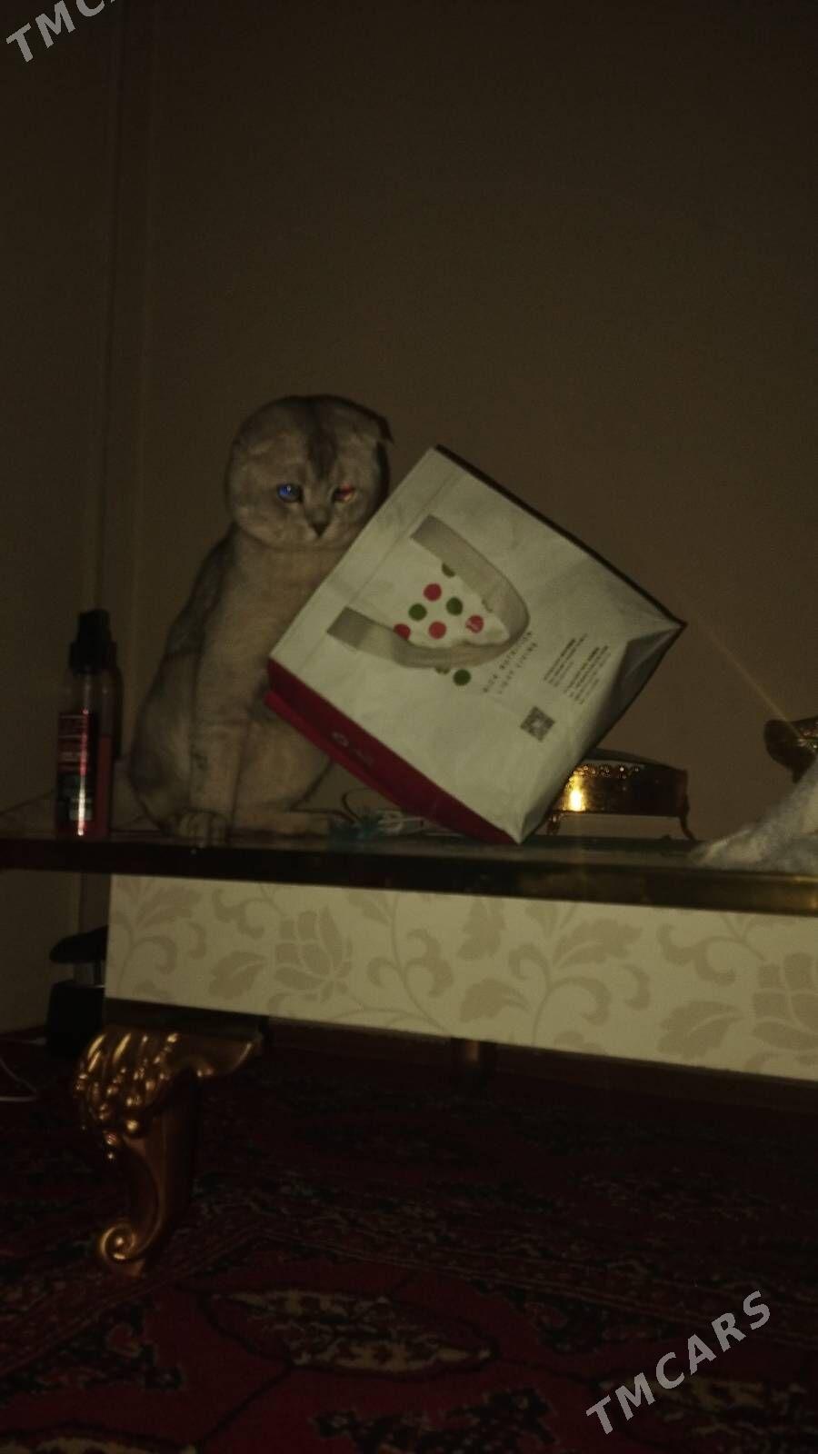 кошка йитди - Daşoguz - img 2