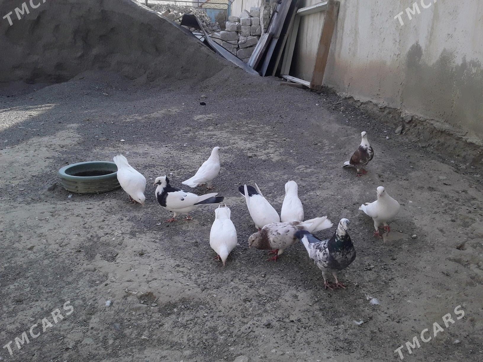 Kepderi - Bereket - img 3