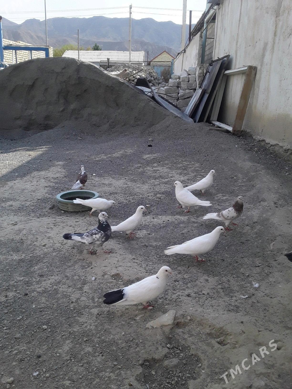 Kepderi - Bereket - img 6