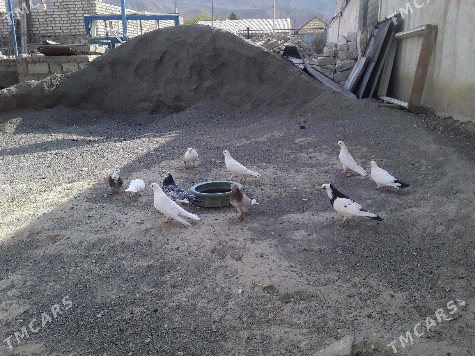 Kepderi - Bereket - img 5