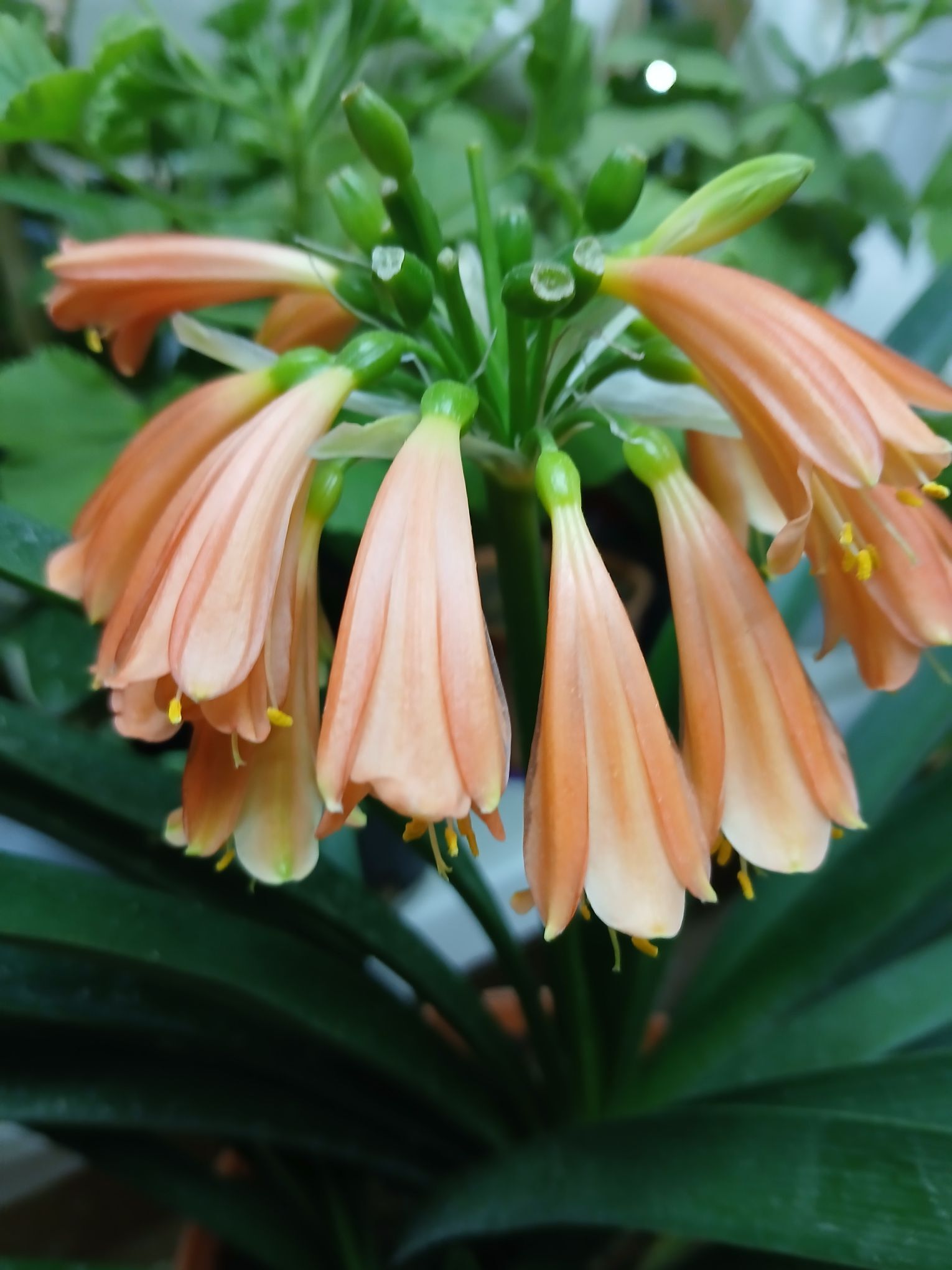 кливия - Ашхабад - img 3