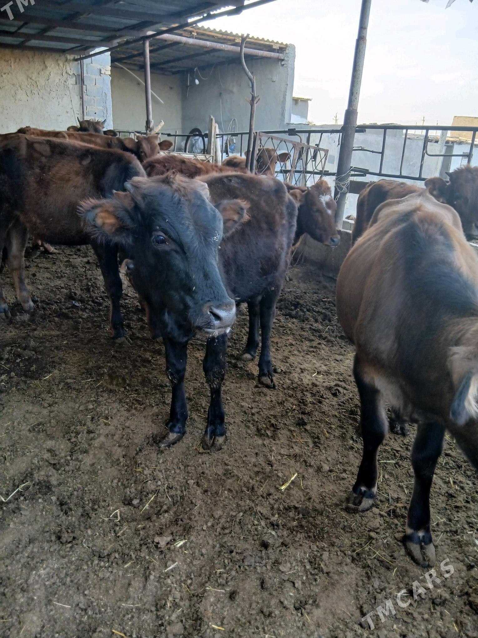 satlyk göleler - Gökdepe - img 3