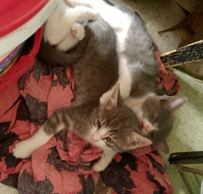 Котята - Türkmenabat - img 2