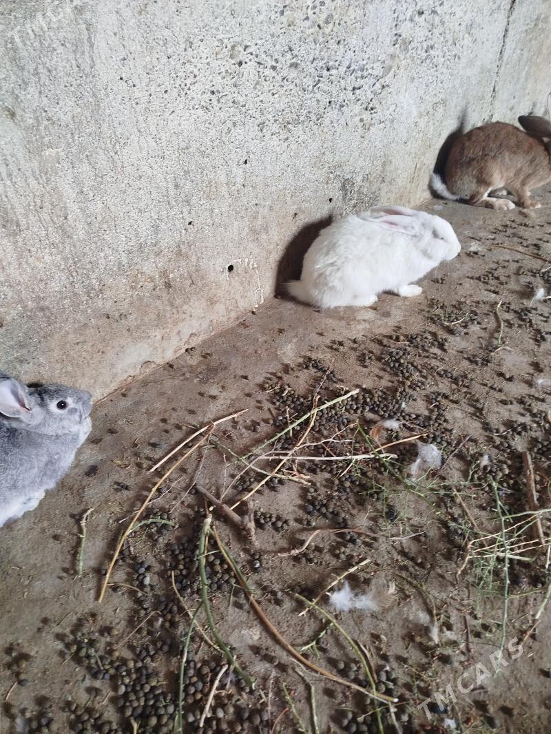 Towşhan. - Кака - img 3