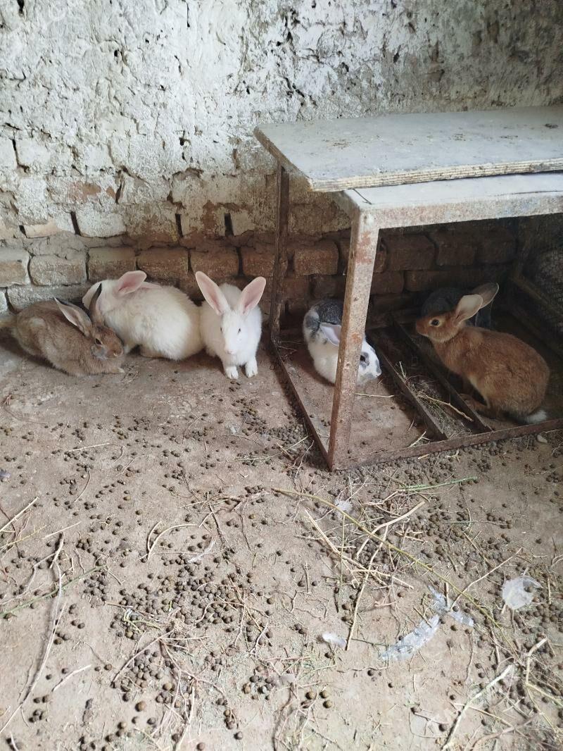 Towşhan. - Кака - img 2