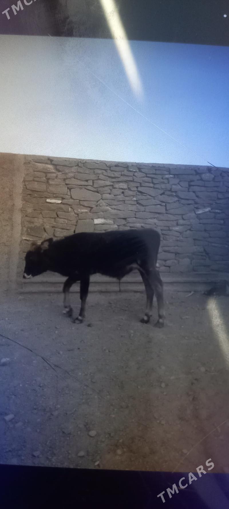 öküzçe - Gyzylarbat - img 2