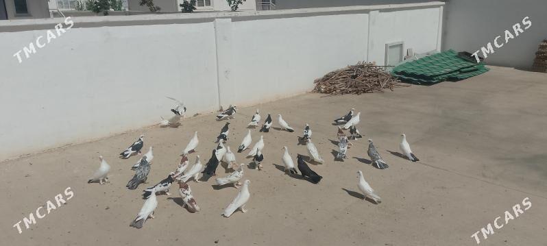 kepderi - Çoganly - img 1