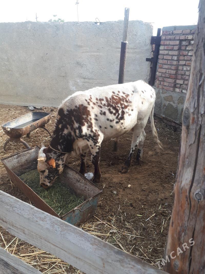 öküz - Bereket - img 2