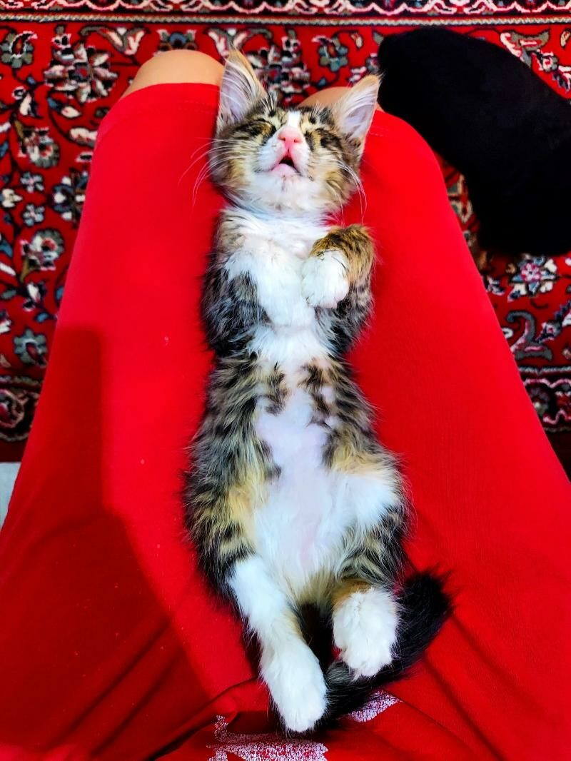 КОТЁНОК 1,5мес - Ашхабад - img 3