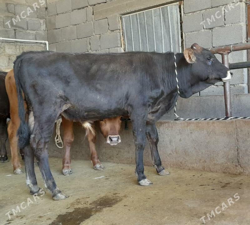 öküz - Büzmeýin - img 2
