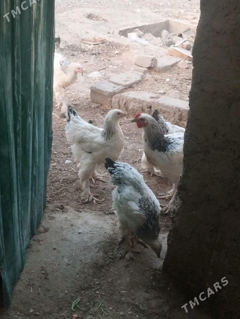 brama yetisen - Кака - img 6