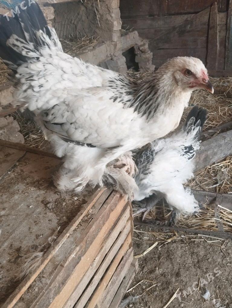 brama yetisen - Кака - img 4