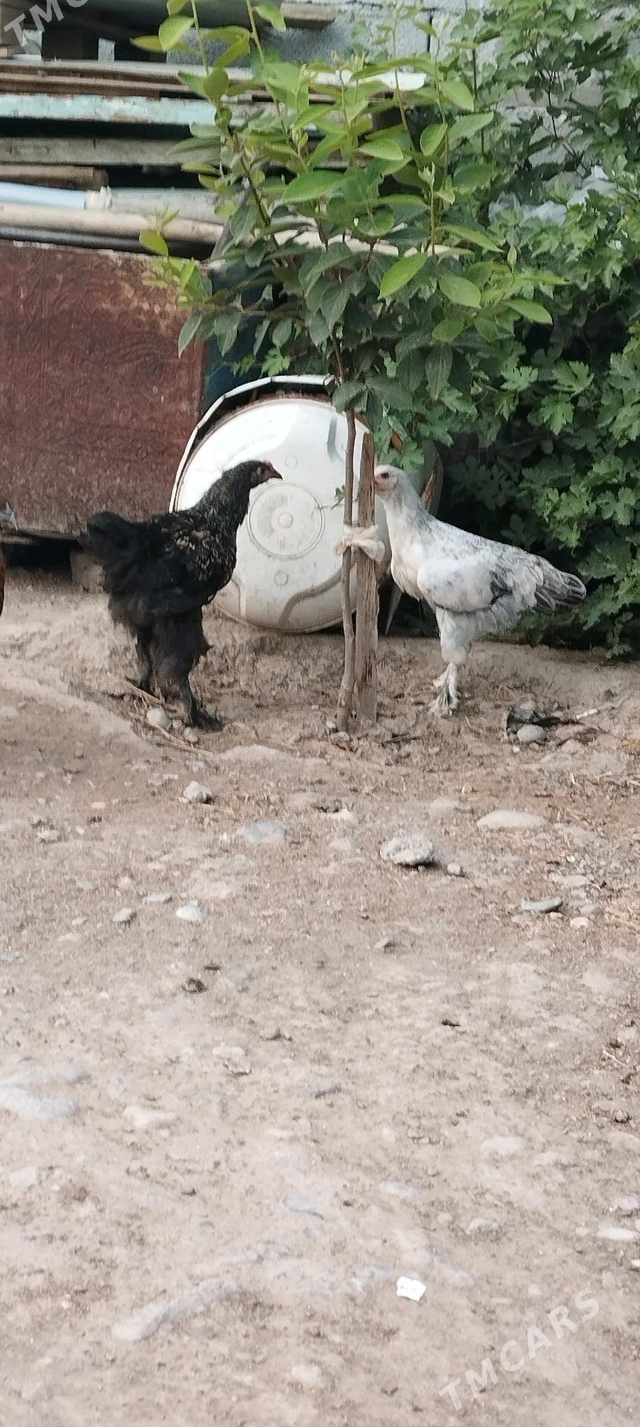 balgar towuk - Büzmeýin - img 3