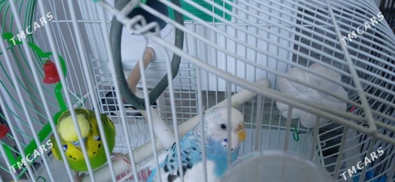 Продаются попугаи - Howdan "W" - img 5