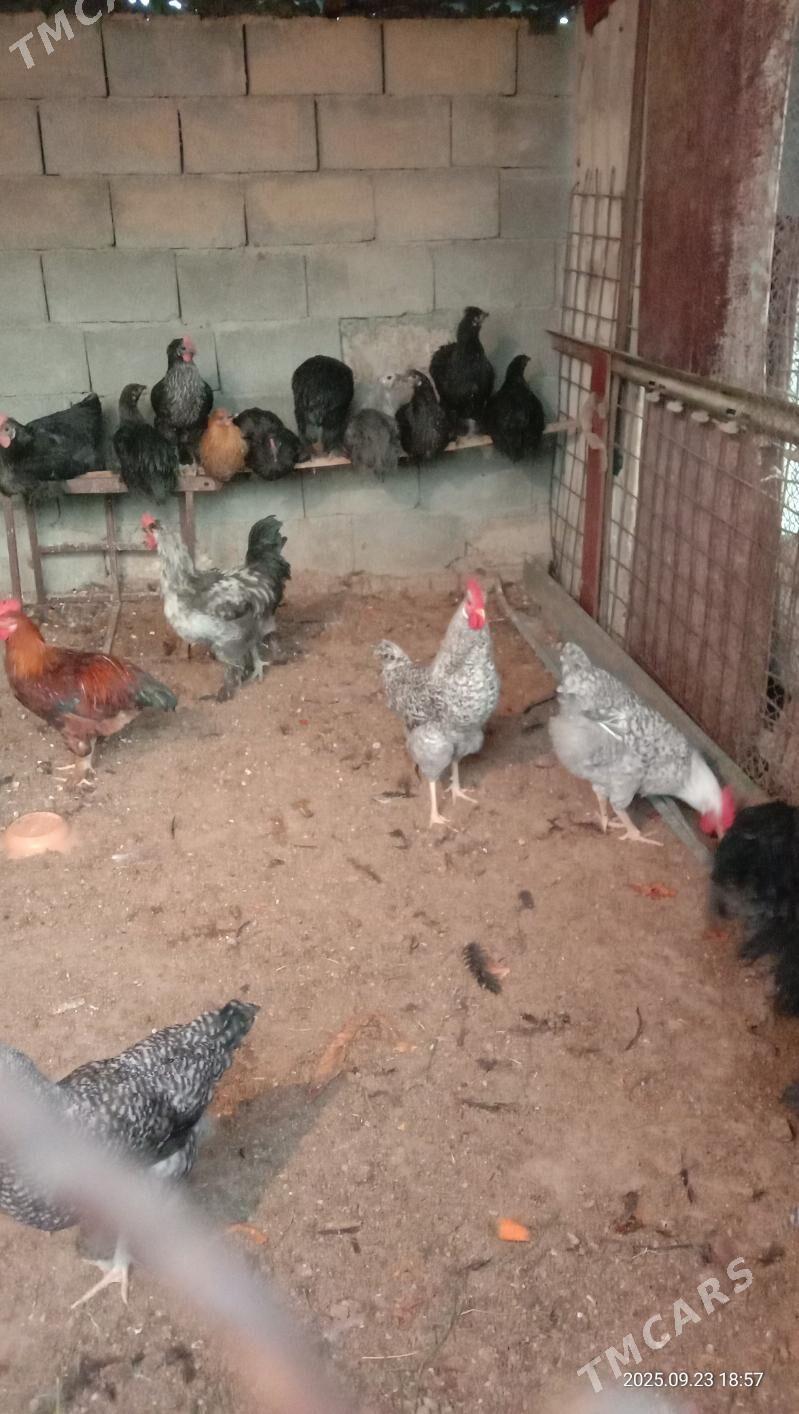 Horoz - Aşgabat - img 1