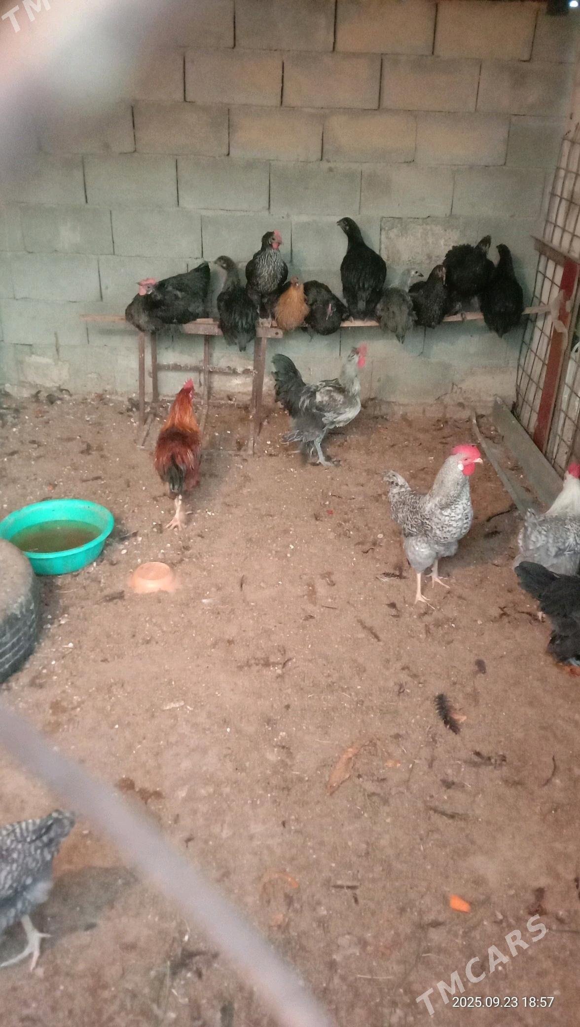 Horoz - Aşgabat - img 2