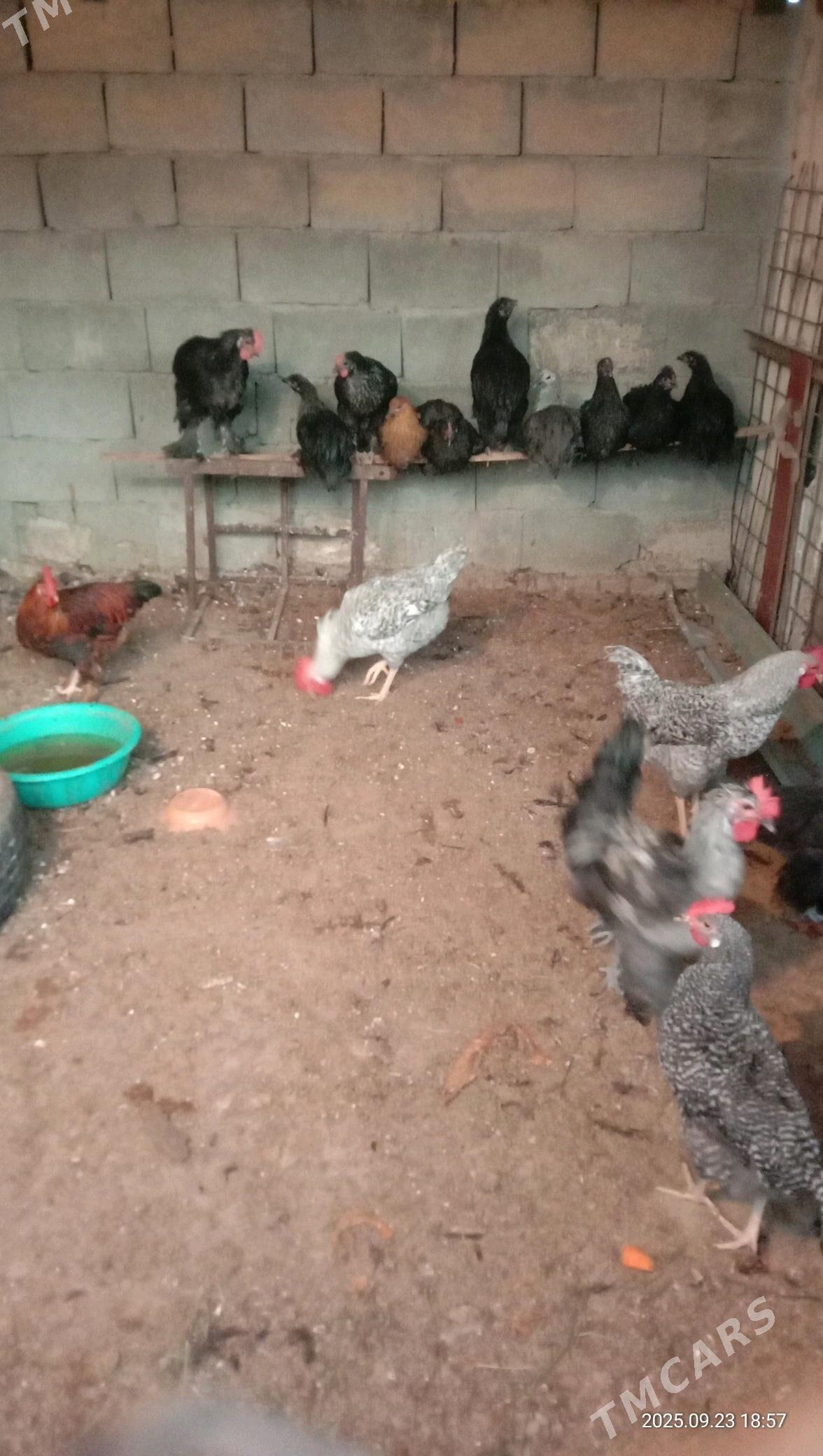 Horoz - Aşgabat - img 3