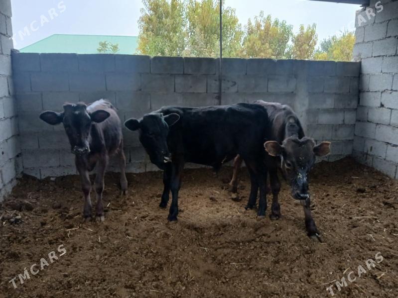 tuweler okuzler 3si bile - Büzmeýin - img 2
