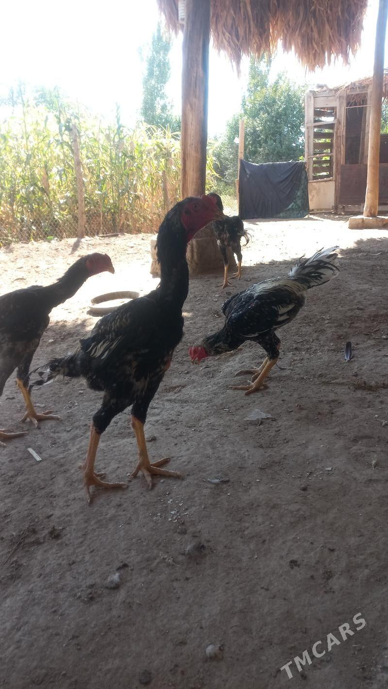 энаси узбек отаси айванча - Şabat etr. - img 1