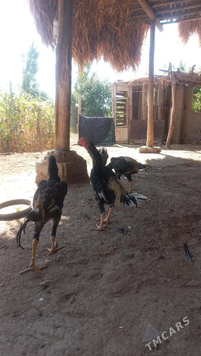 энаси узбек отаси айванча - Şabat etr. - img 2