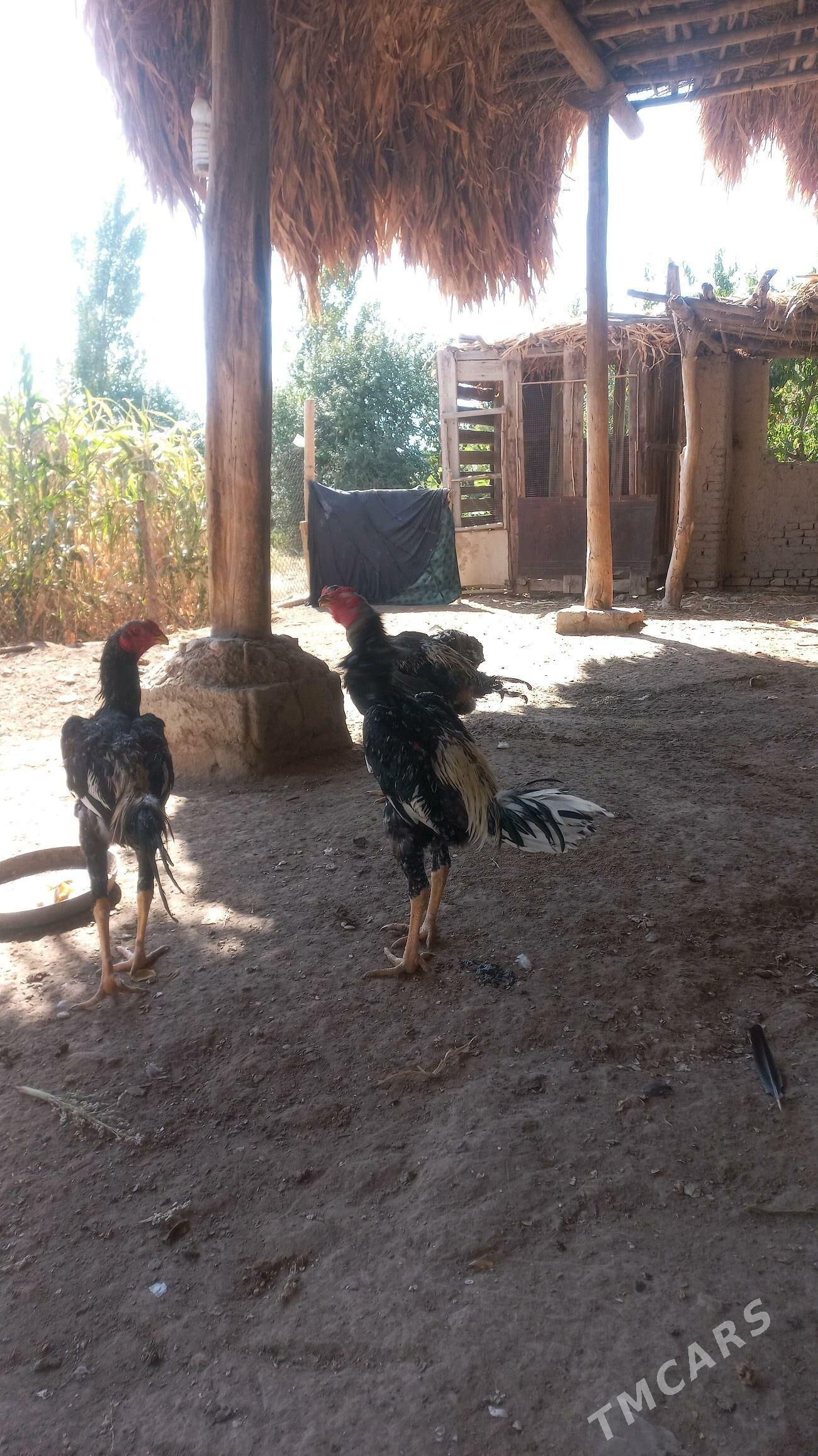 энаси узбек отаси айванча - Şabat etr. - img 4