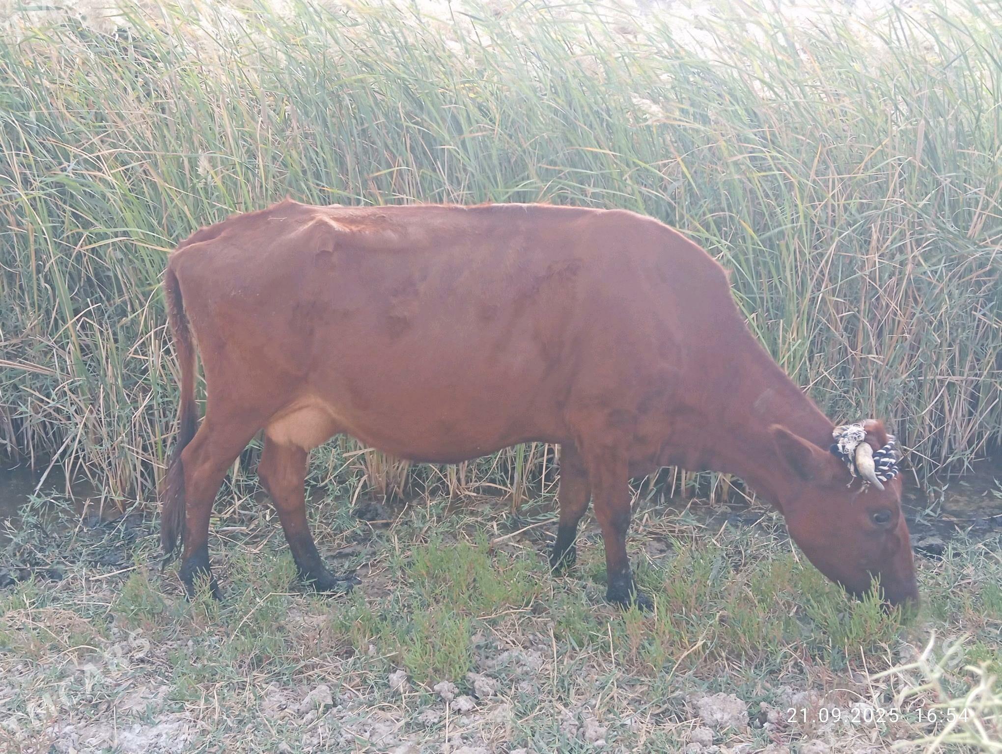 SYGYR - Murgap - img 3