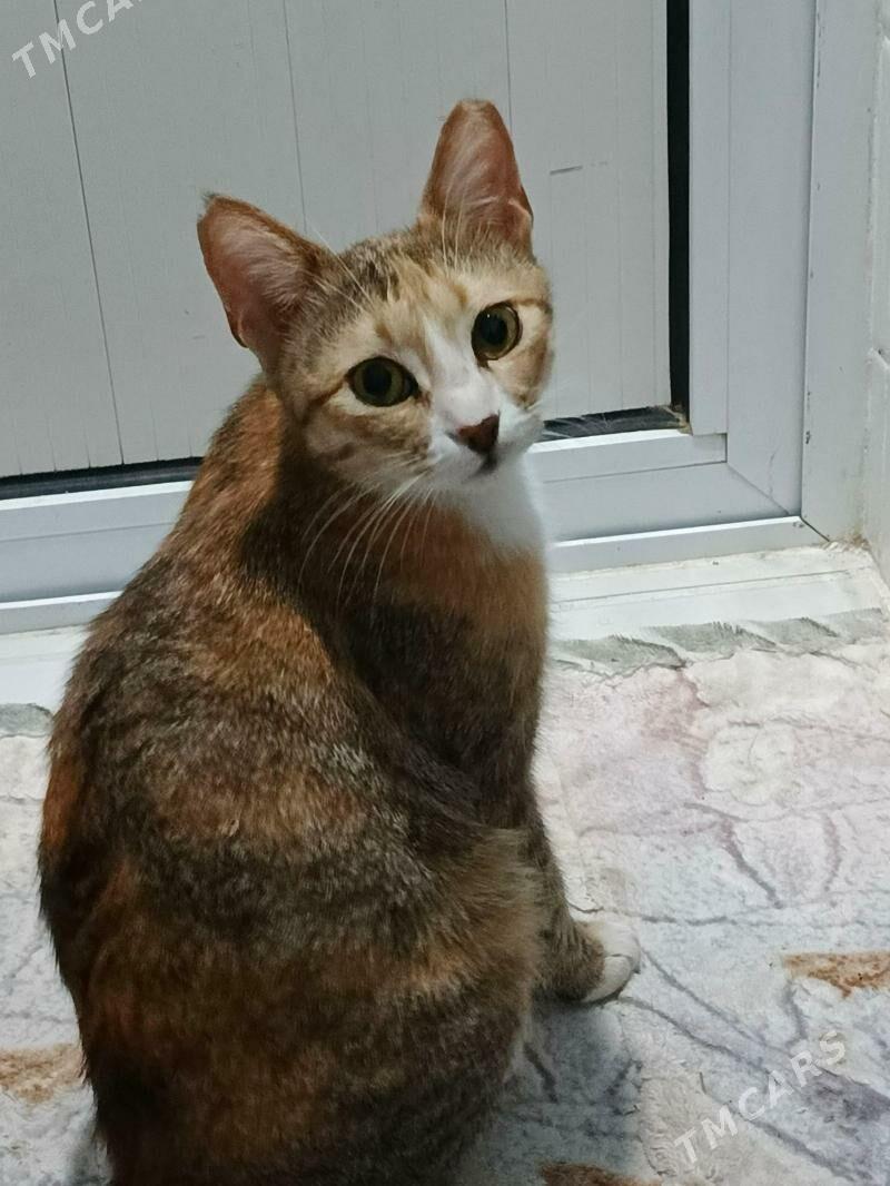 трёхцветка стерилизованная - Ашхабад - img 2