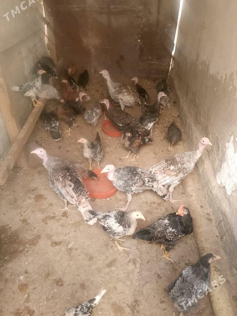 İnduk tawuk jujele - Balkanabat - img 2