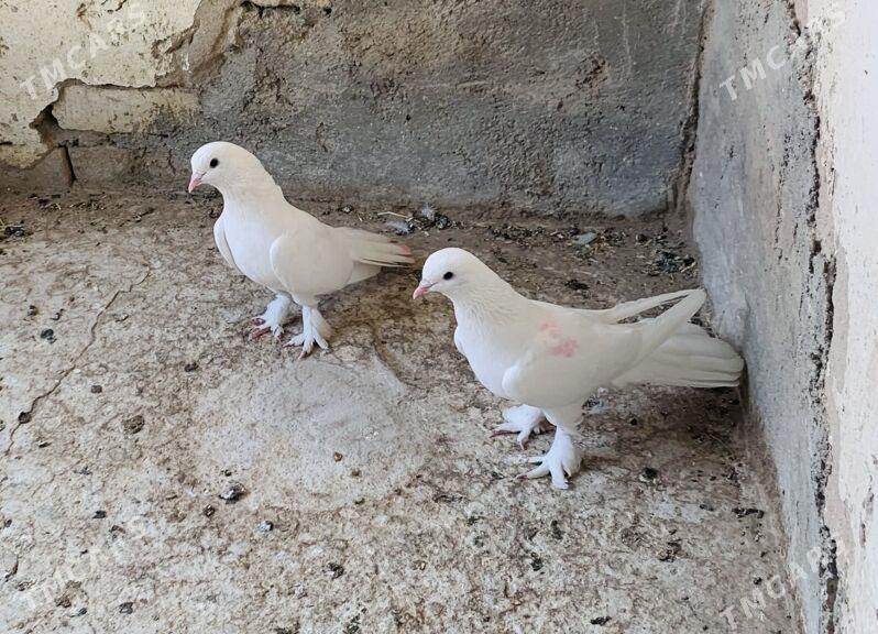 Kepderi - Aşgabat - img 3