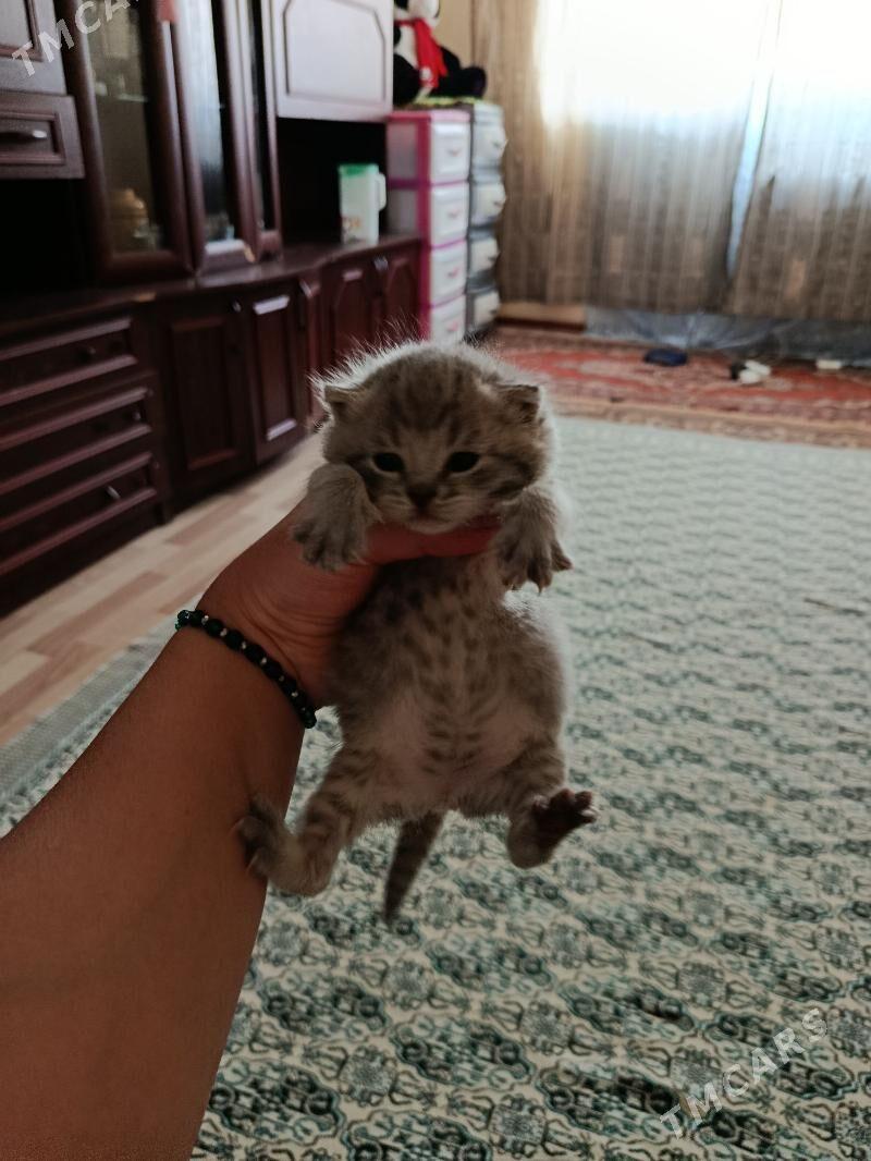 кошка шотландская порода - Ашхабад - img 3