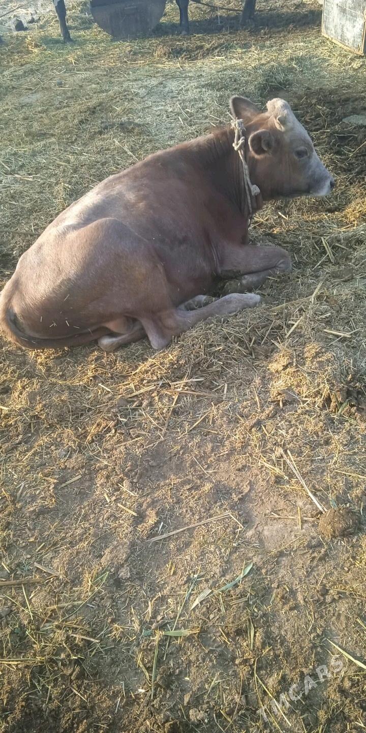 öküzler - Ak bugdaý etraby - img 3
