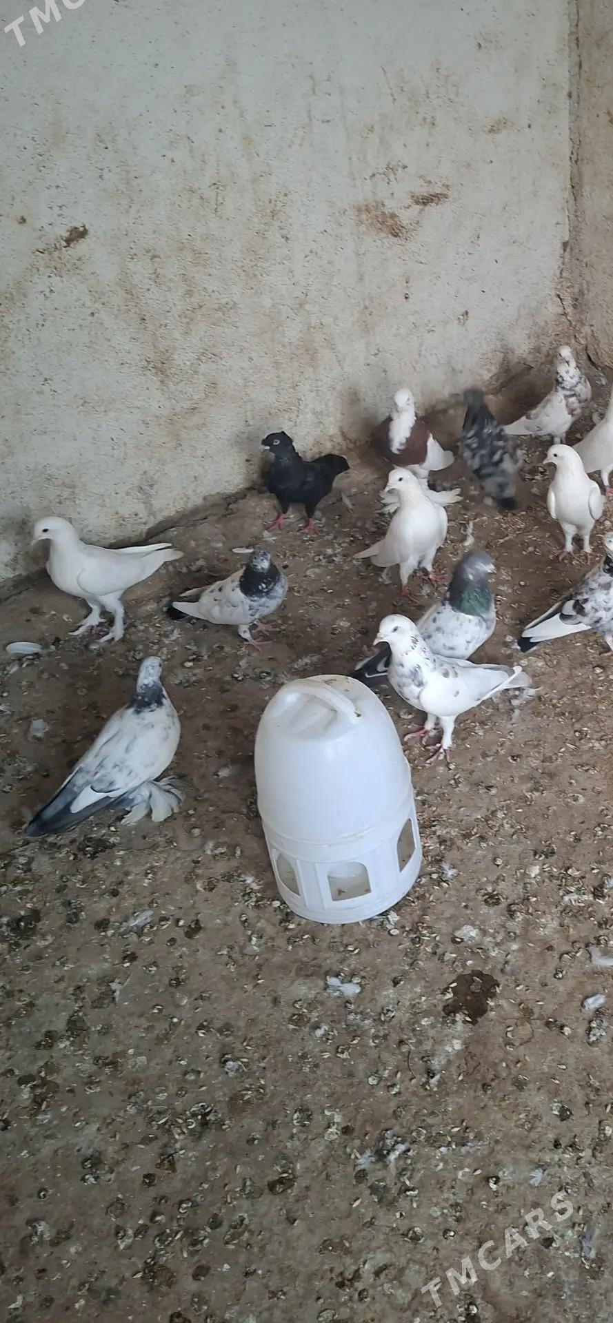 kepder - Garadamak Şor - img 2