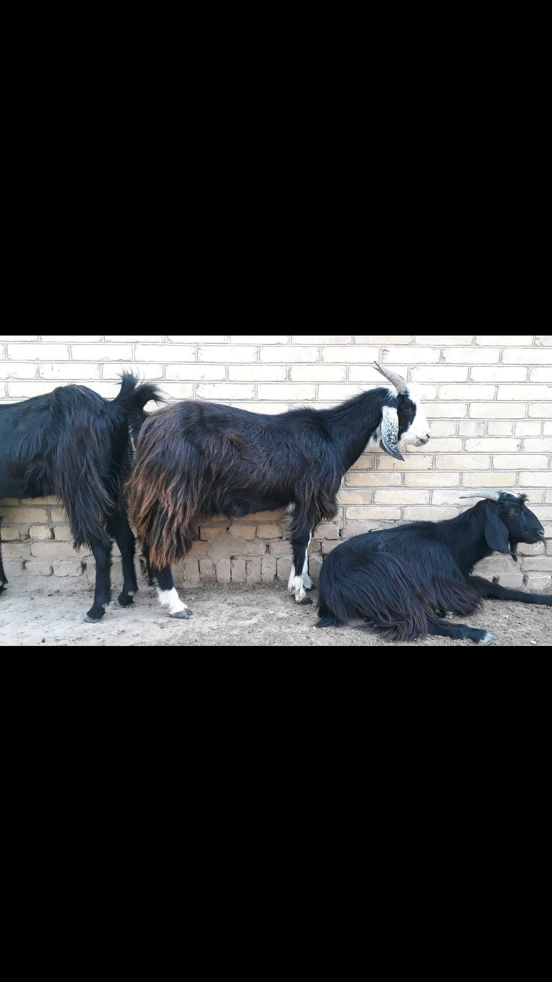 Serke - Дянев - img 6