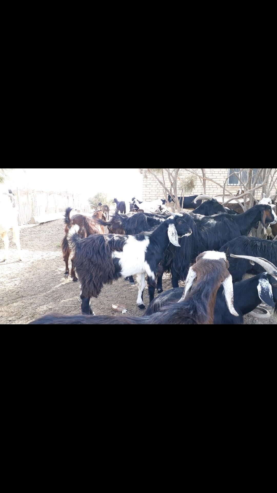 Serke - Дянев - img 3