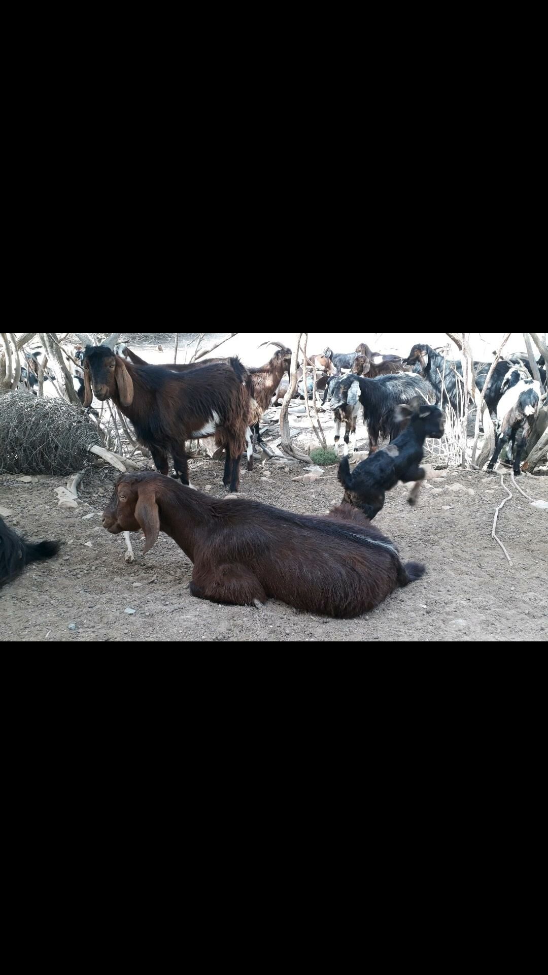 Serke - Дянев - img 4