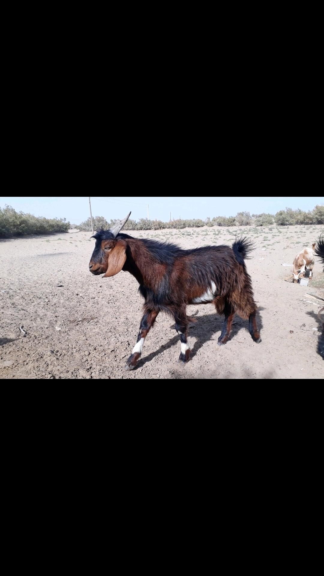 Serke - Дянев - img 5