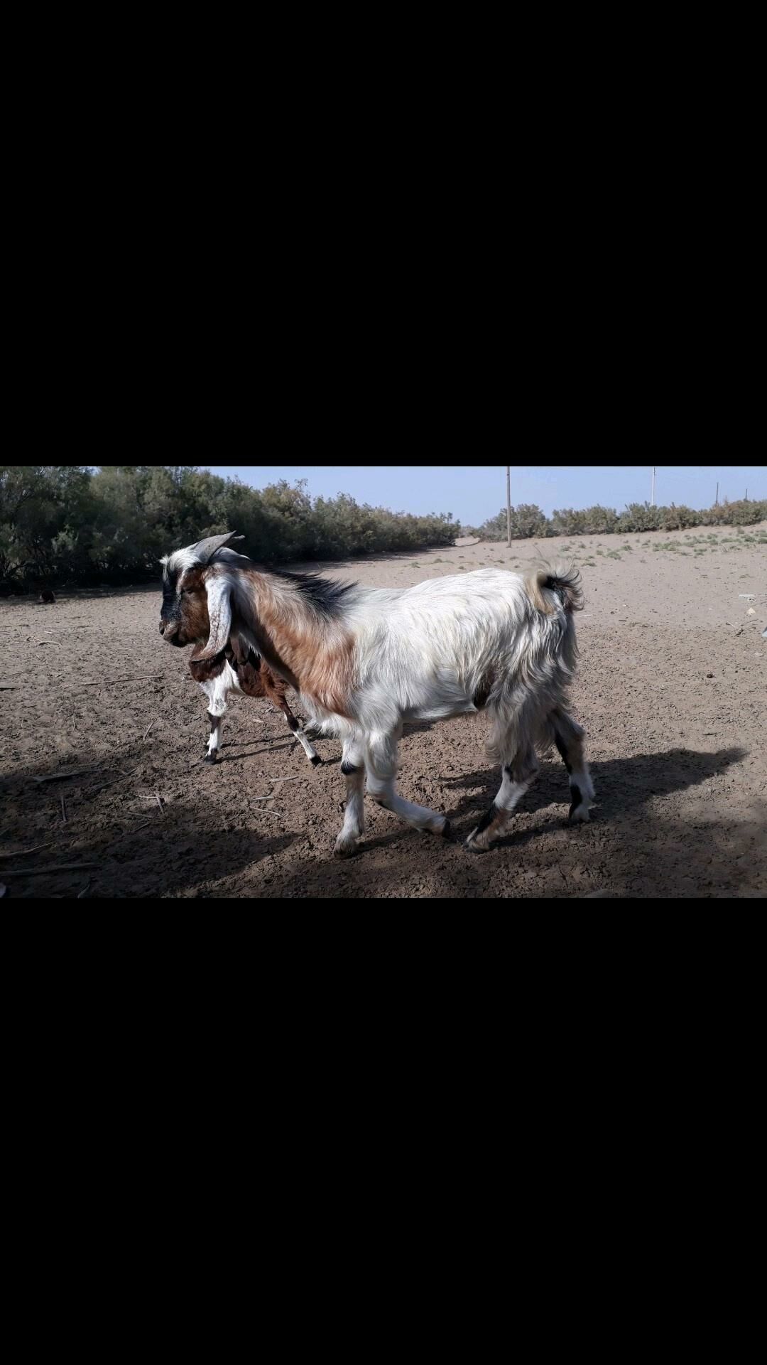 Serke - Дянев - img 2