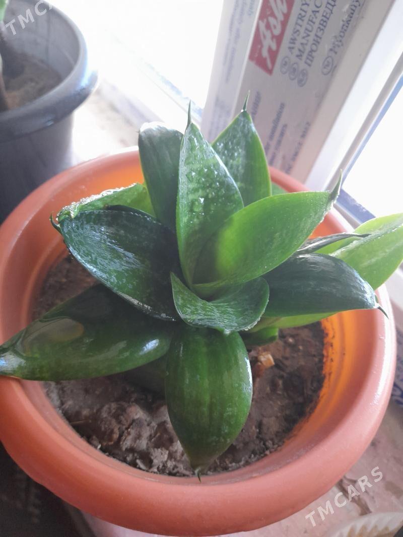 guller - Daşoguz - img 1