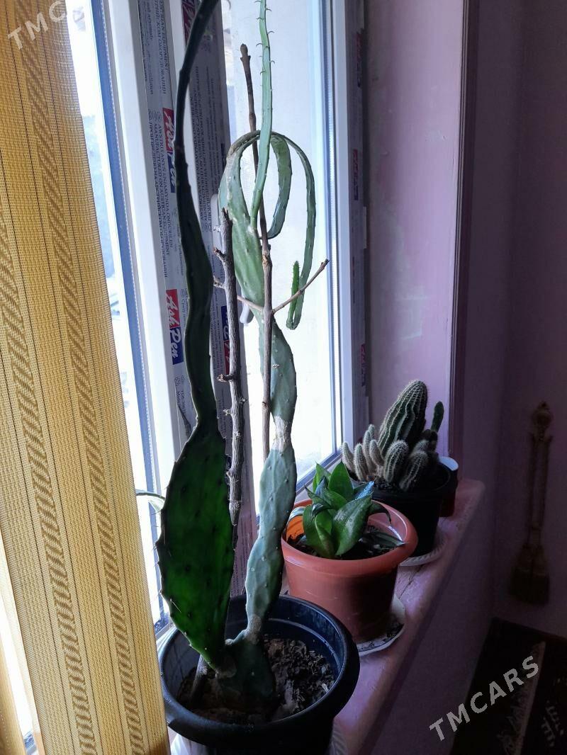 guller - Daşoguz - img 2