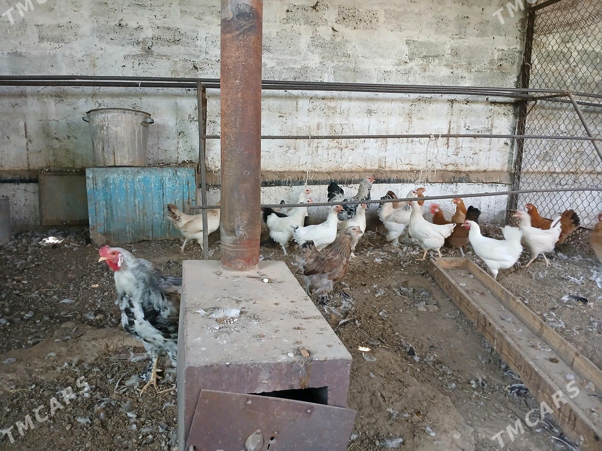 towuk - Gypjak - img 2