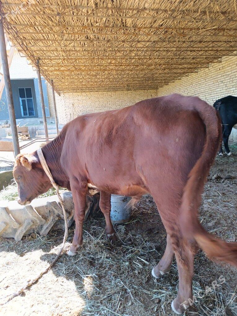 öküz - Çärjew - img 2